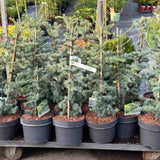 Cedru atlantic pitic Horstmann Silberspitz (Cedrus Atlantica), conifer pitic si compact, vesnic verde, ace argintii cu varfuri albe,de colectie, soi exclusiv