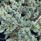 Cedru atlantic pitic Horstmann Silberspitz (Cedrus Atlantica), conifer pitic si compact, vesnic verde, ace argintii cu varfuri albe,de colectie, soi exclusiv