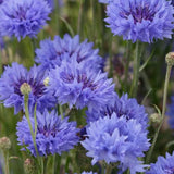 Albastrele Centaurea cyanus, cu flori albastre, floare de camp, pentru pajisti florale