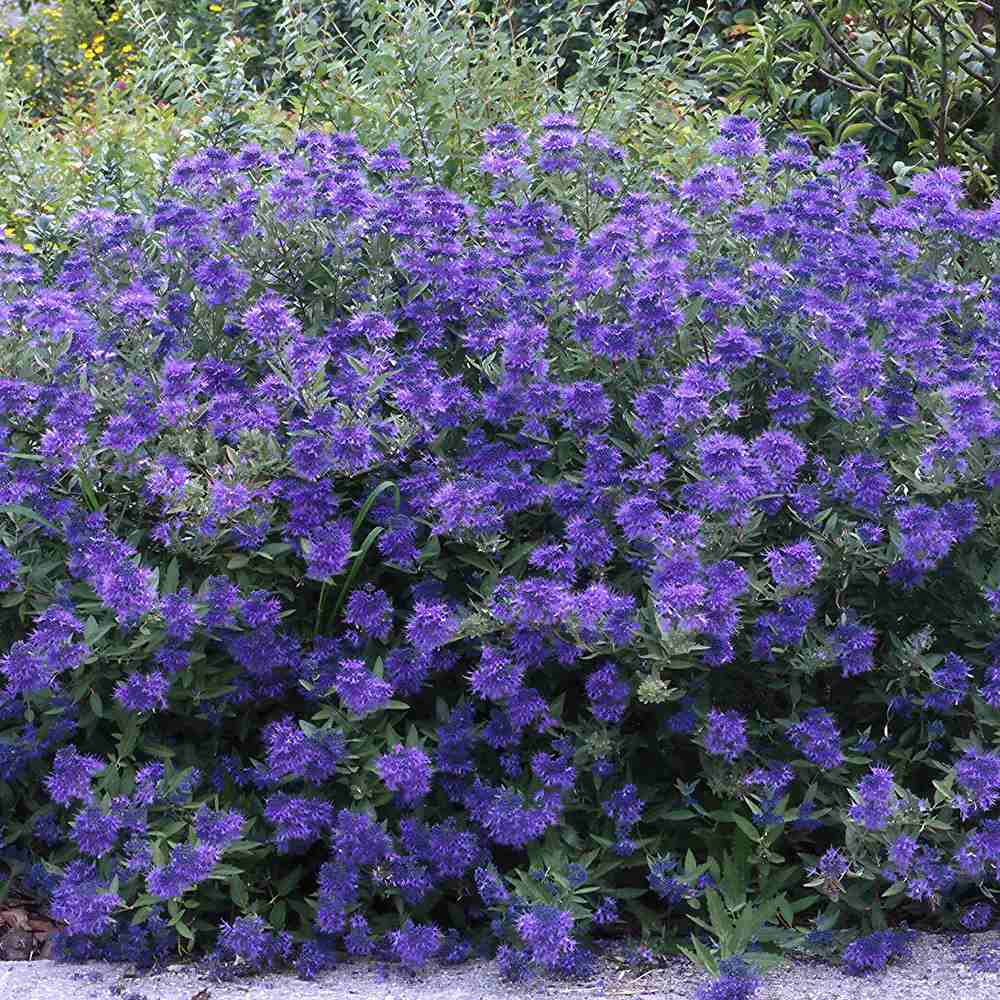 Albastrele Centaurea cyanus, cu flori albastre, floare de camp, pentru pajisti florale