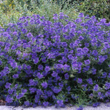 Albastrele Centaurea cyanus, cu flori albastre, floare de camp, pentru pajisti florale