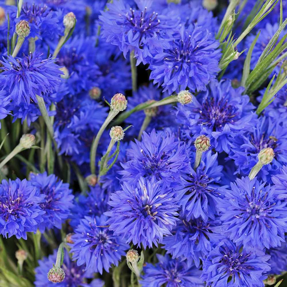 Albastrele Centaurea cyanus, cu flori albastre, floare de camp, pentru pajisti florale
