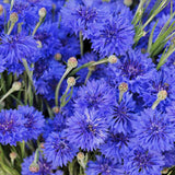 Albastrele Centaurea cyanus, cu flori albastre, floare de camp, pentru pajisti florale