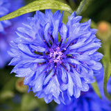 Albastrele Centaurea cyanus, cu flori albastre, floare de camp, pentru pajisti florale