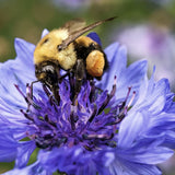 Albastrele Centaurea cyanus, cu flori albastre, floare de camp, pentru pajisti florale