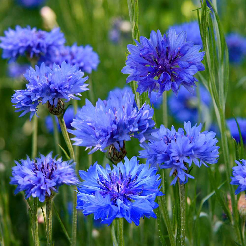 Albastrele Centaurea cyanus, cu flori albastre, floare de camp, pentru pajisti florale