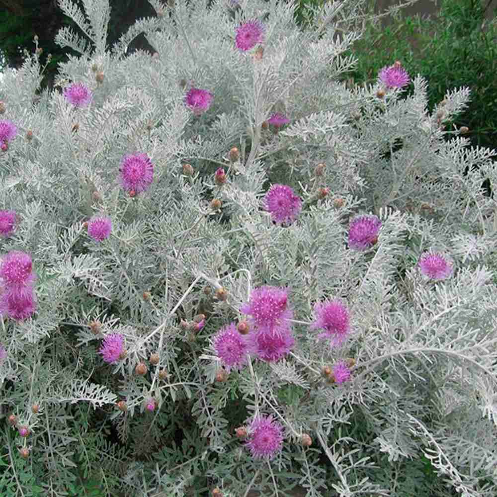 Centaurea Silver Fountain, frunze argintii decorative, flori roz, perena rustica rezistenta