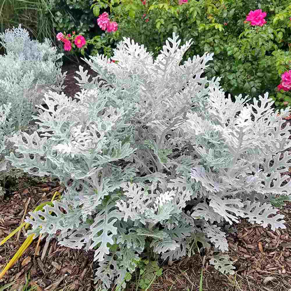 Centaurea Silver Fountain, frunze argintii decorative, flori roz, perena rustica rezistenta