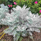 Centaurea Silver Fountain, frunze argintii decorative, flori roz, perena rustica rezistenta