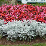 Centaurea Silver Fountain, frunze argintii decorative, flori roz, perena rustica rezistenta
