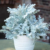 Centaurea Silver Fountain, frunze argintii decorative, flori roz, perena rustica rezistenta