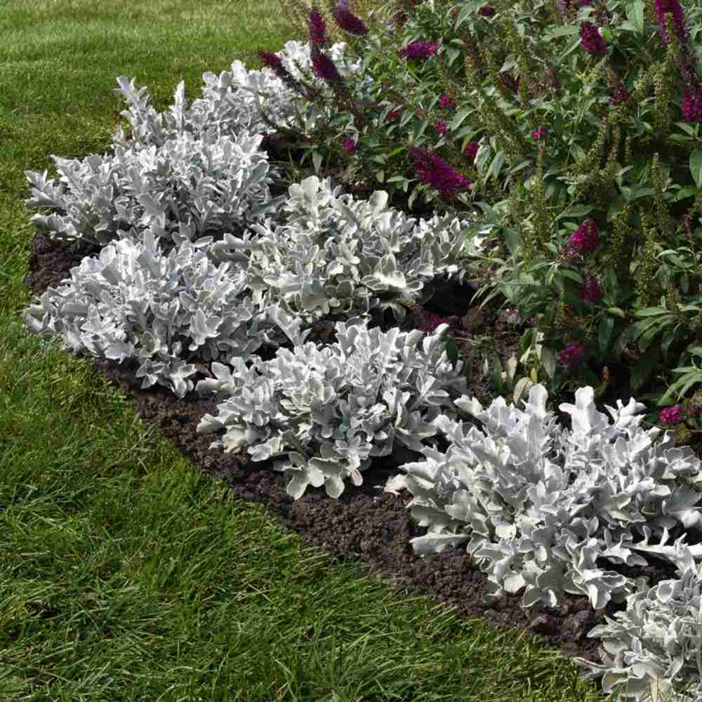 Centaurea Silver Fountain, frunze argintii decorative, flori roz, perena rustica rezistenta