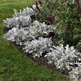 Centaurea Silver Fountain, frunze argintii decorative, flori roz, perena rustica rezistenta
