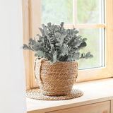 Centaurea Silver Fountain, frunze argintii decorative, flori roz, perena rustica rezistenta
