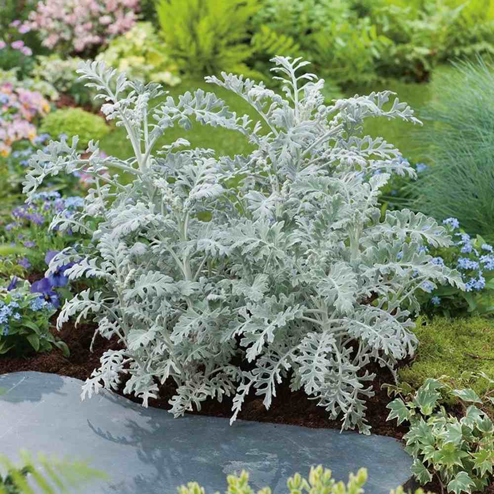 Centaurea Silver Fountain, frunze argintii decorative, flori roz, perena rustica rezistenta