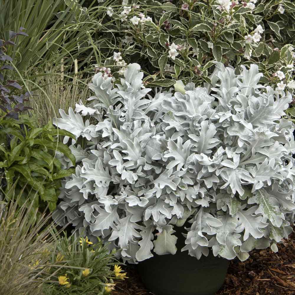 Centaurea Silver Fountain, frunze argintii decorative, flori roz, perena rustica rezistenta