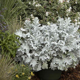 Centaurea Silver Fountain, frunze argintii decorative, flori roz, perena rustica rezistenta