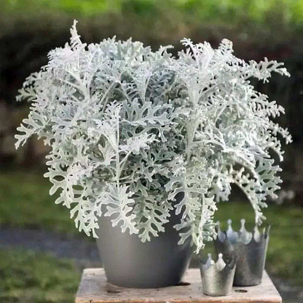 Centaurea Silver Fountain, frunze argintii decorative, flori roz, perena rustica rezistenta
