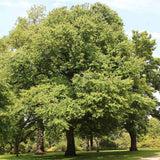 Arborele de zahar Rotfuchs (Cercidiphyllum Japonicum), cu frunzis rosu-violaceu, parfum dulce de zahar ars