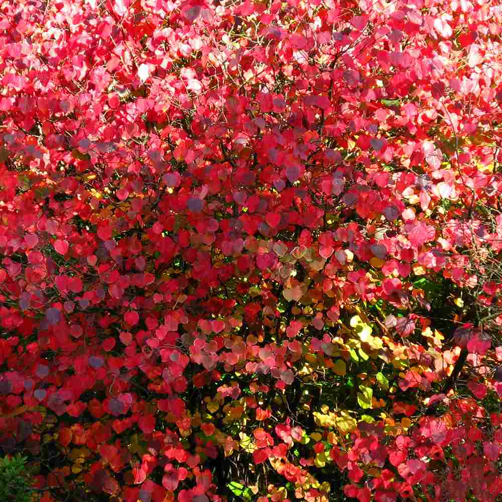Arborele de zahar Katsura (Cercidiphyllum Japonicum), colorit de toamna, parfum dulceag de caramel