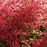 Arborele de zahar Katsura (Cercidiphyllum Japonicum), colorit de toamna, parfum dulceag de caramel