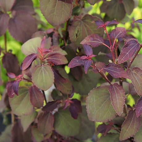 Arborele de zahar Rotfuchs (Cercidiphyllum Japonicum), cu frunzis rosu-violaceu, parfum dulce de zahar ars