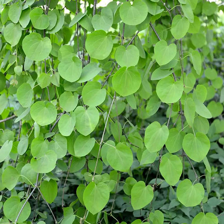 Arborele de zahar Katsura  Pendulum (Cercidiphyllum Japonicum), colorit de toamna, parfum dulceag de caramel