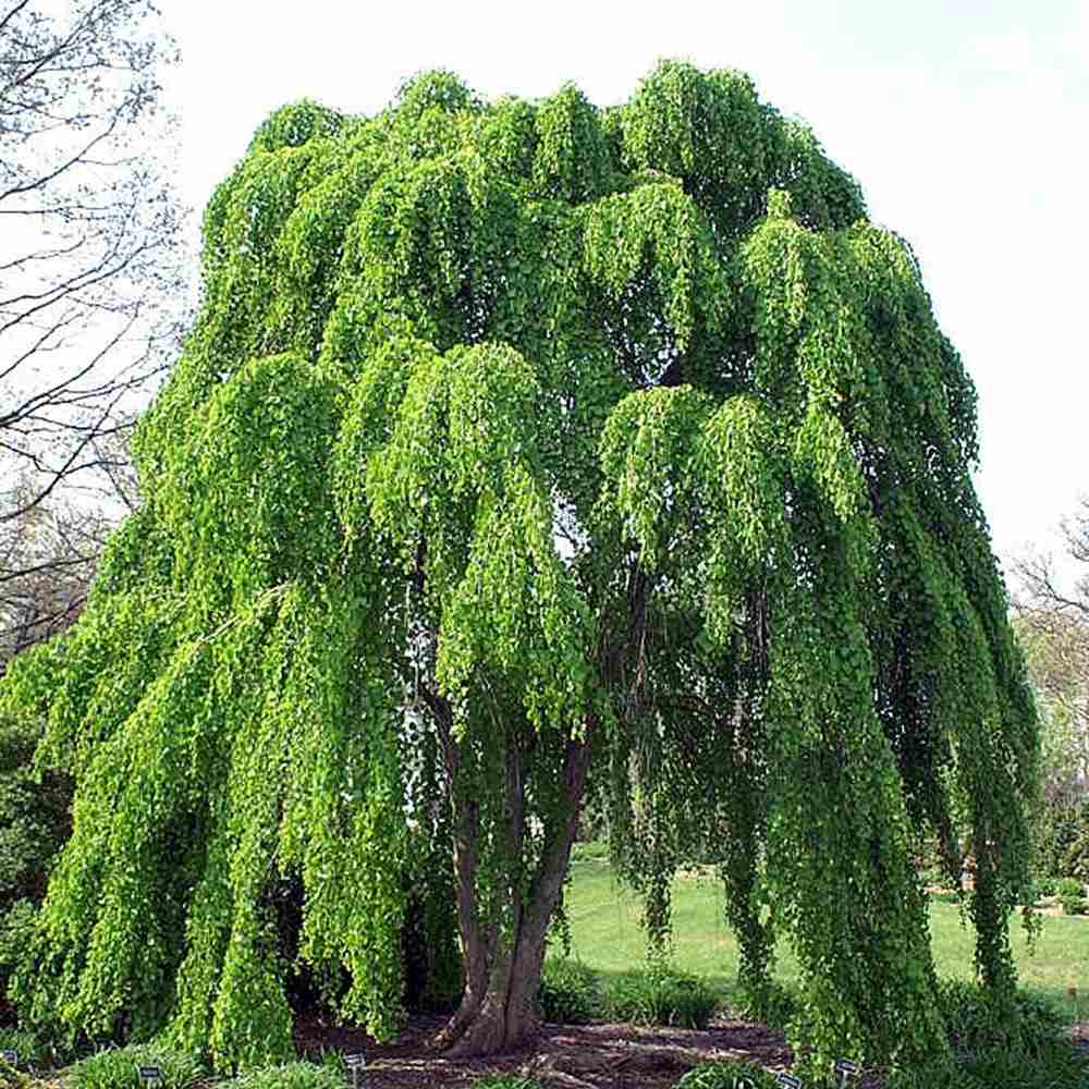 Arborele de zahar Katsura  Pendulum (Cercidiphyllum Japonicum), colorit de toamna, parfum dulceag de caramel