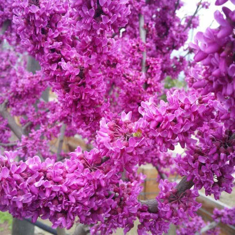 Arborele Lui Iuda Roz (Cercis Chinensis Oklahoma, cu flori roz, rezistent frig