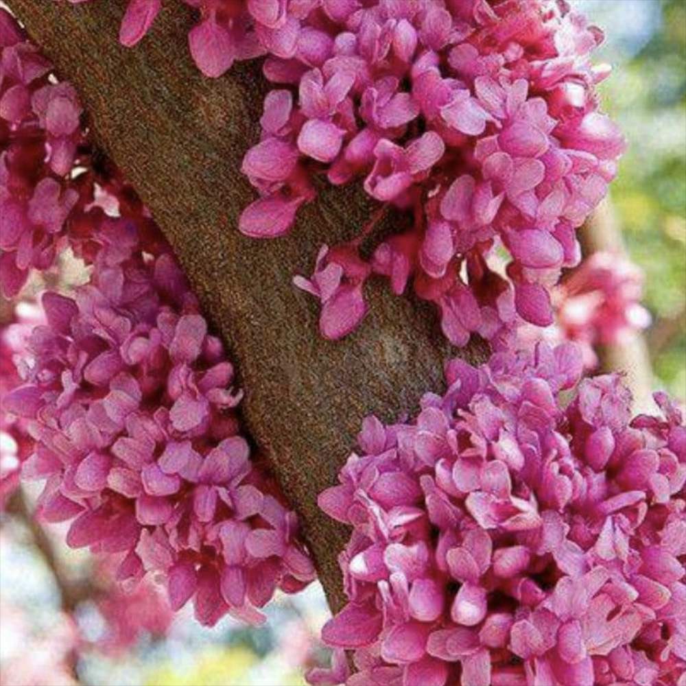 Arborele Lui Iuda (Cercis Canadensis), flori roz spectaculoase si direct pe tulpina si ramuri, frunze in forma de inima, perfect pentru umbra