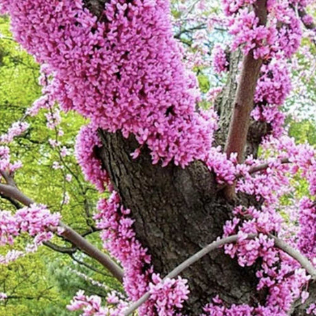 Arborele Lui Iuda (Cercis) Heart of Gold, arbore cu frunzis auriu si flori roz spectaculoase in forma de inima si direct pe tulpina si ramuri