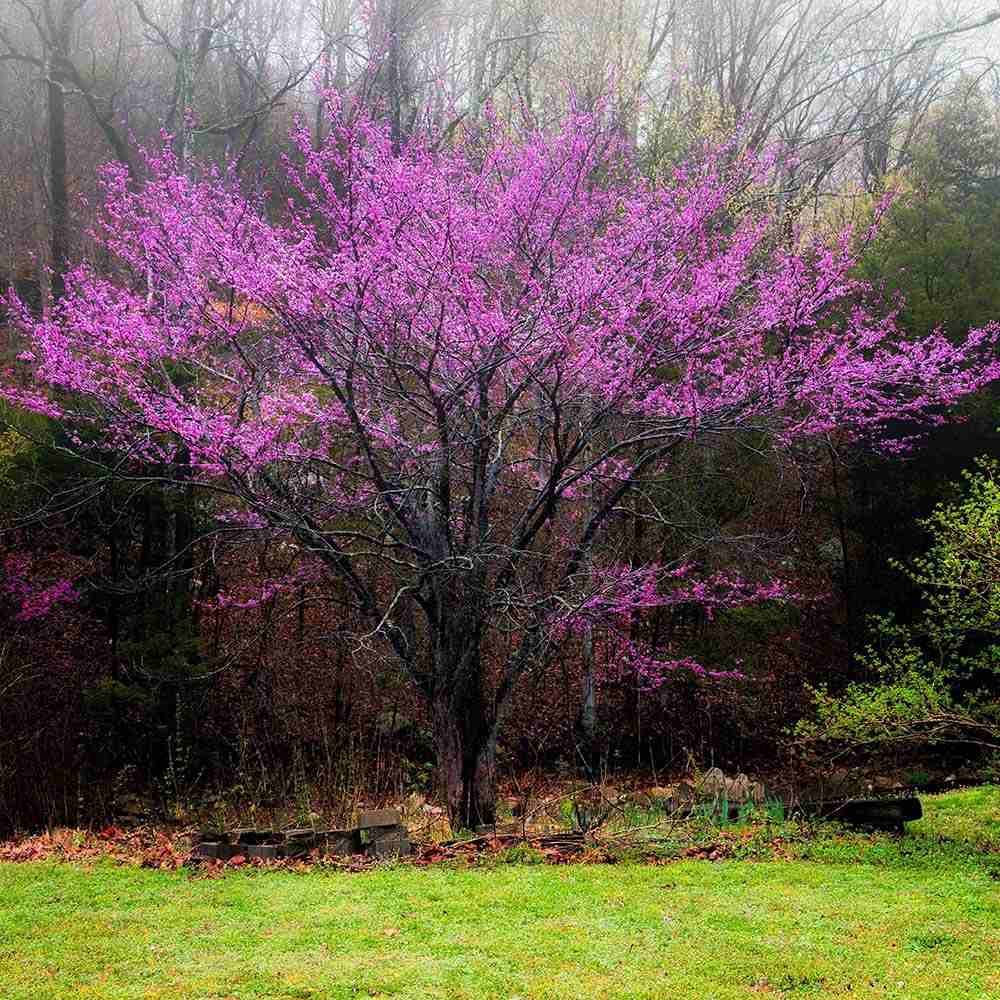 Arborele Lui Iuda (Cercis Canadensis), cu flori roz-lila