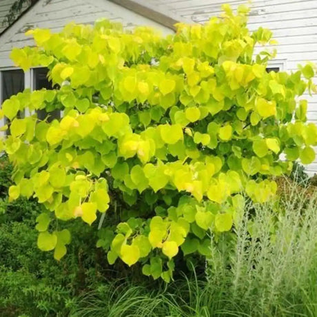 Arborele Lui Iuda (Cercis) Heart of Gold, arbore cu frunzis auriu si flori roz spectaculoase
