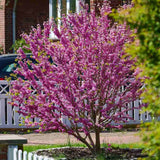 Arborele Lui Iuda Roz (Cercis siliquastrum), arbore ornamental cu frunze purpurii spectaculoase inimioase, Inflorire roz-violacee si direct pe tulpina si ramuri
