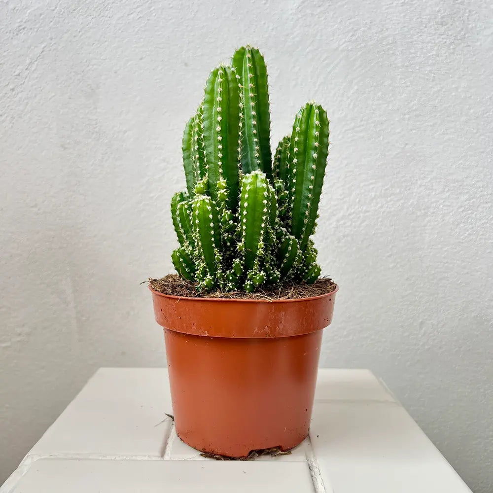 Cactus Cereus peruvianus Florida, cactus columnar compact, planta suculenta decorativa interior, cactus exotic usor de intretinut - 40 cm