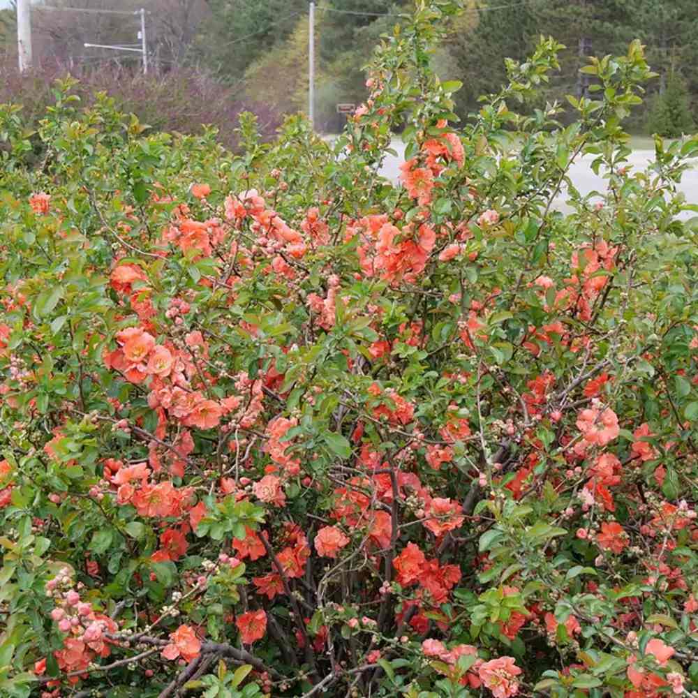 Gutui Japonez, Merisor (Chaenomeles) Orange Storm, cu flori duble portocalii