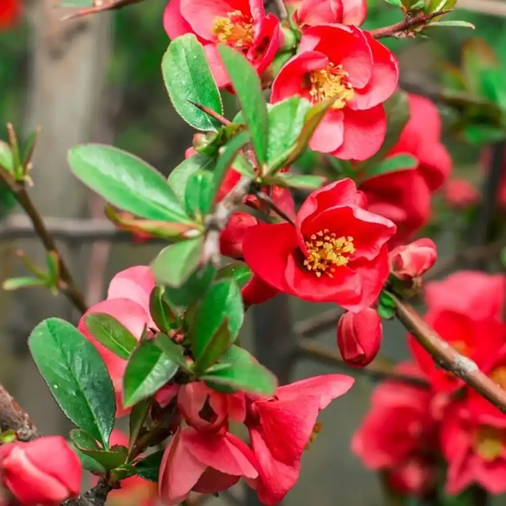 Gutui Japonez, Merisor (Chaenomeles) Texas Scarlet, cu flori duble rosii