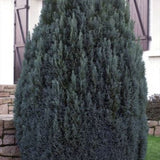 Chiparos Columnaris Ellwoodii, conifer decorativ albastru-verzui, vesnic verde, forma columnara, rezistent la ger