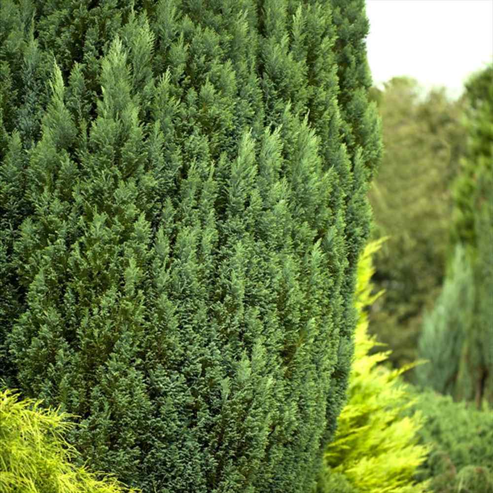 Chiparos Pitic alb-argintiu Ellwoods'S Snow White, conifer decorativ, vesnic verde, varfuri alb-argintii, port conic