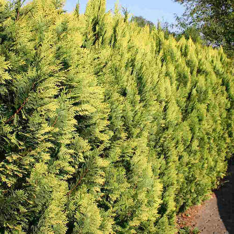 Chiparos verde-galbui Stardust, frunzis galben-auriu, vesnic verde, gard viu, usor de ingrijit