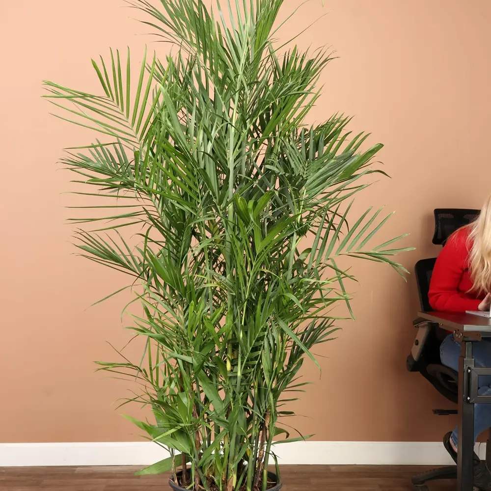 Palmier de Bambus (Chamaedorea seifrizii), 180 cm, planta de interior, purifica aer, intretinere redusa