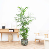 Palmier de Bambus (Chamaedorea seifrizii), 180 cm, planta de interior, purifica aer, intretinere redusa
