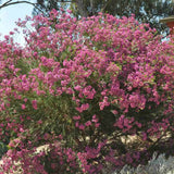 Floarea de ceara Geraldton (Chamelaucium uncinatum), arbust decorativ, flori cerate parfumate, vesnic verde in ghiveci, terase, interior luminos