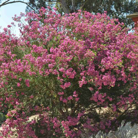 Floarea de ceara Geraldton (Chamelaucium uncinatum), arbust decorativ, flori cerate parfumate, vesnic verde in ghiveci, terase, interior luminos