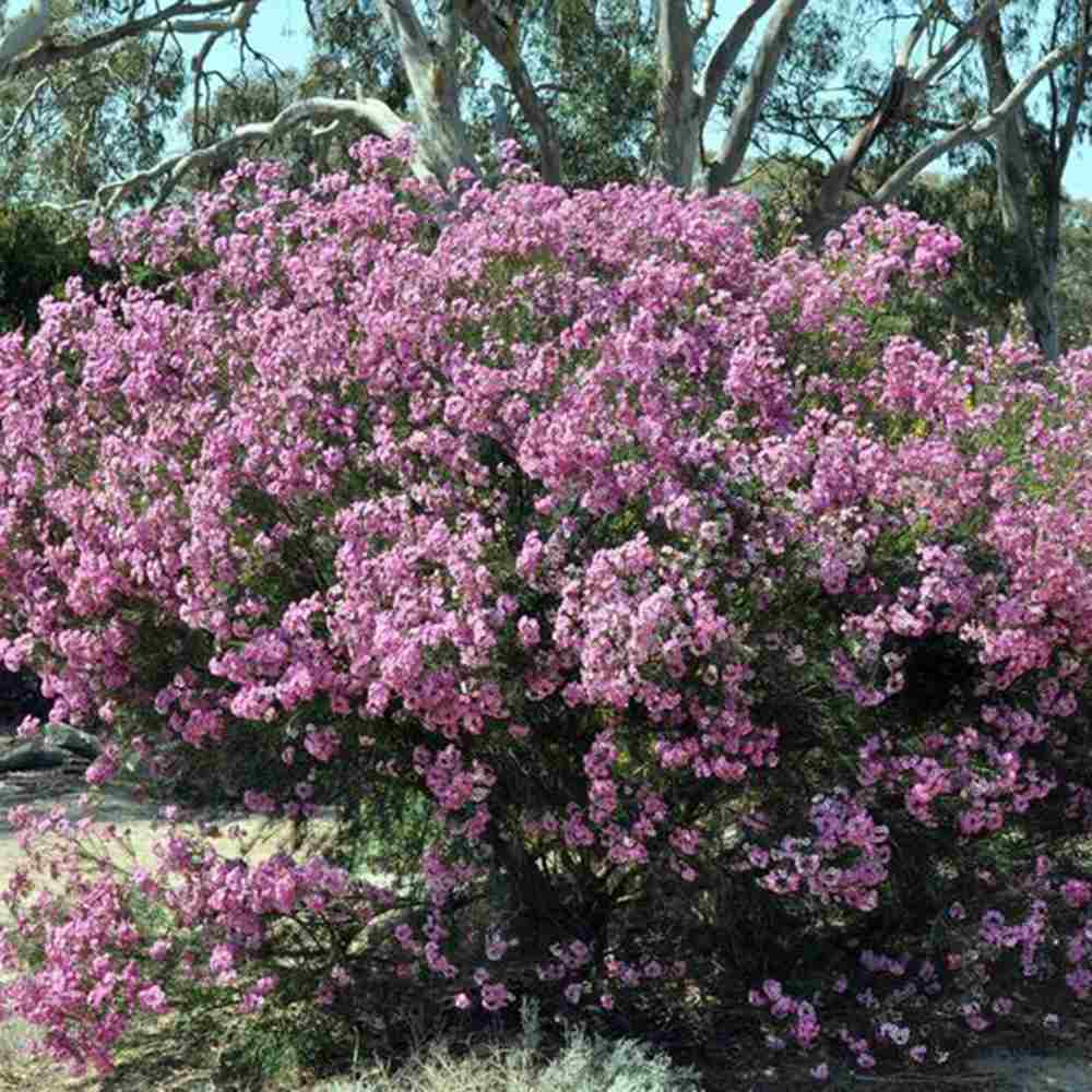 Floarea de ceara Geraldton (Chamelaucium uncinatum), arbust decorativ, flori cerate parfumate, vesnic verde in ghiveci, terase, interior luminos