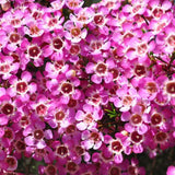 Floarea de ceara Geraldton (Chamelaucium uncinatum), arbust decorativ, flori cerate parfumate, vesnic verde in ghiveci, terase, interior luminos