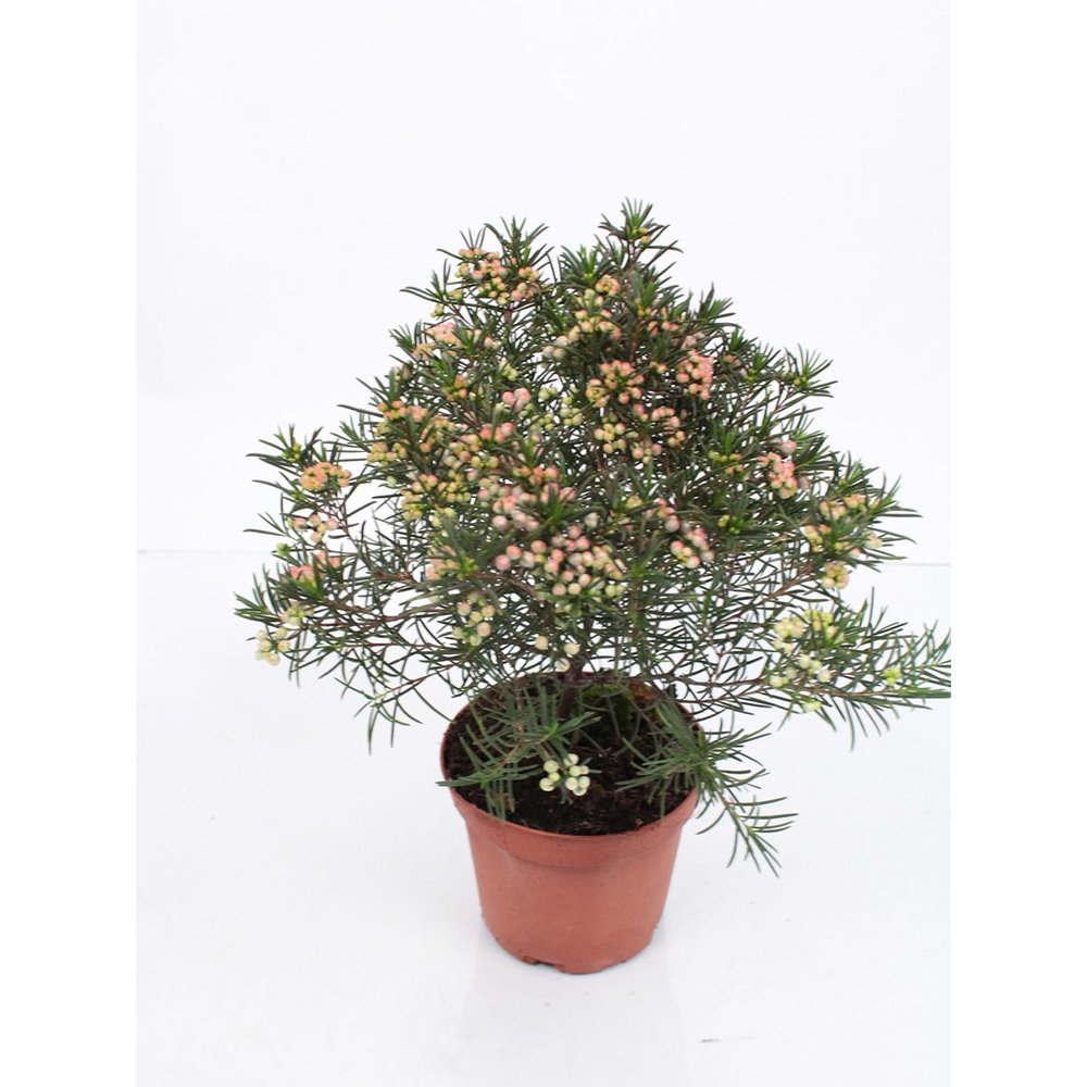 Floarea de ceara Geraldton (Chamelaucium uncinatum), arbust decorativ, flori cerate parfumate, vesnic verde in ghiveci, terase, interior luminos