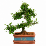 Aranjament Bonsai Zen Zelkova, 50 cm, ulm japonez in miniatura, cadou perfect
