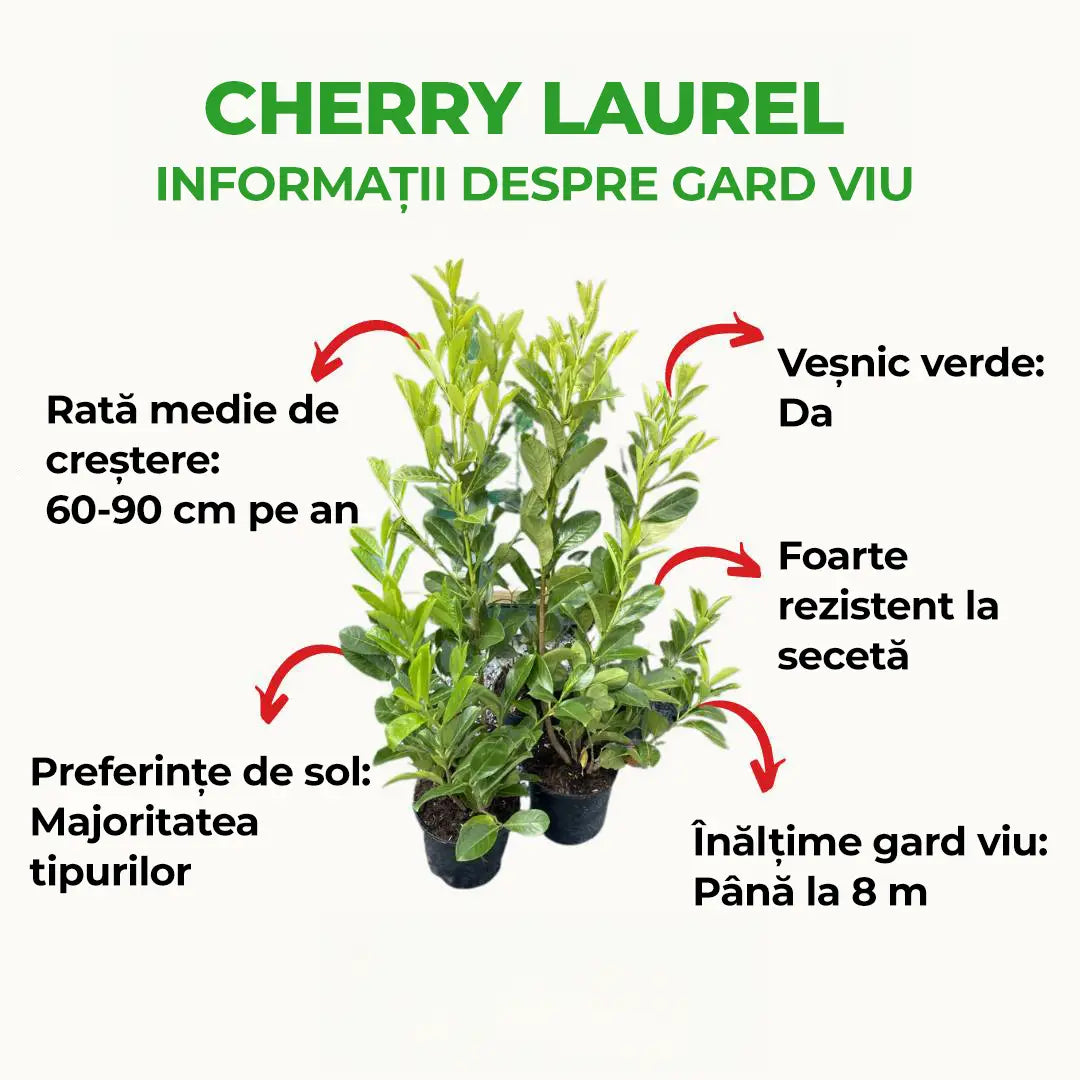 Laur Englezesc Vesnic Verde Rotundifolia (Laurocires), vesnic verde, gard viu rapid, rezistent la boli, frig si caldura, inflorire decorativa