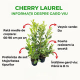 Laur Englezesc Vesnic Verde Rotundifolia (Laurocires), vesnic verde, gard viu rapid, rezistent la boli, frig si caldura, inflorire decorativa